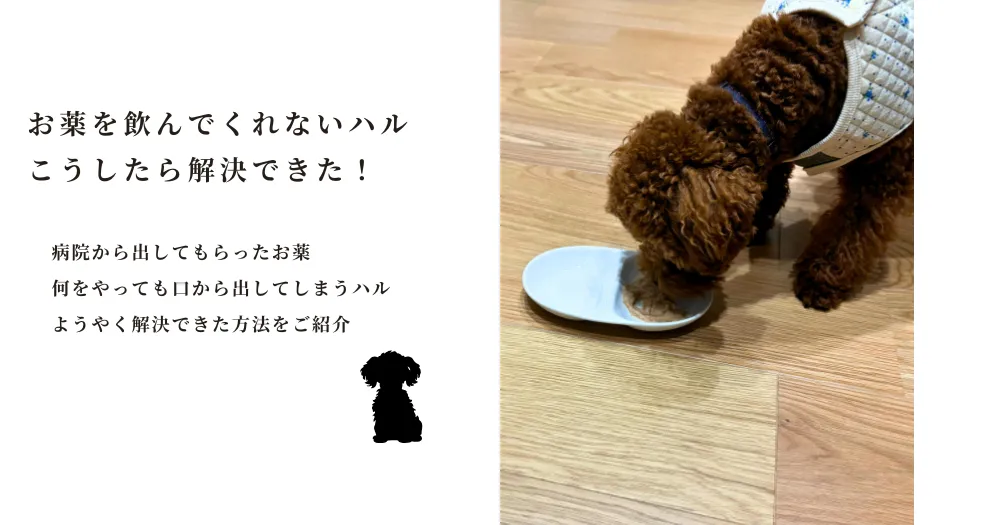 犬が薬を飲まない！そんな時の飲ませ方は？