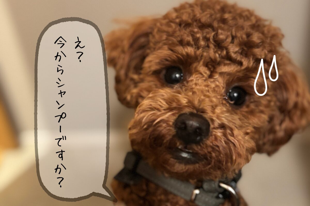 ハルくんシャンプーの日