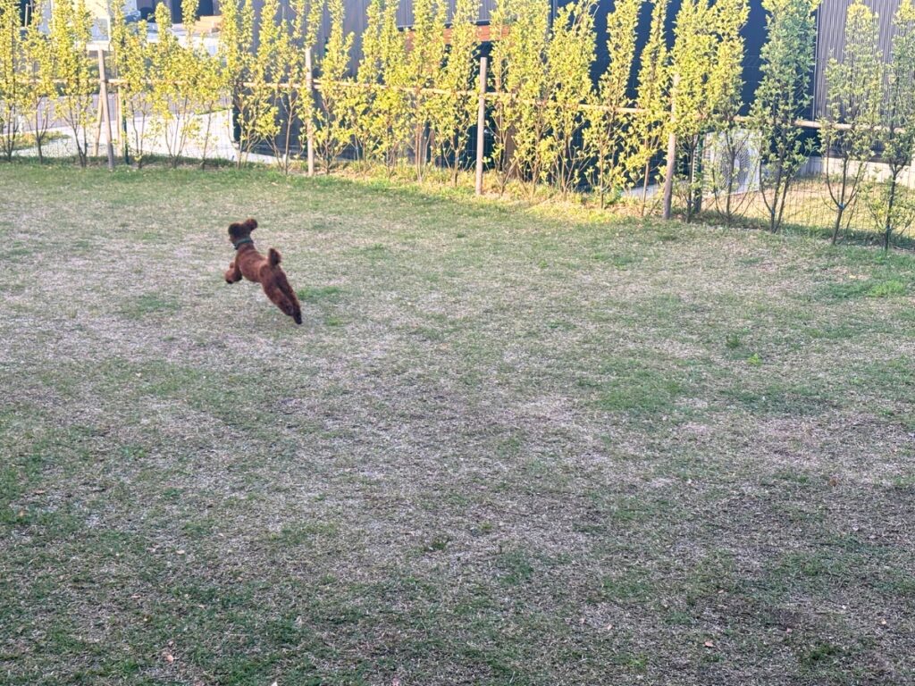 ドッグランを走り回るハル