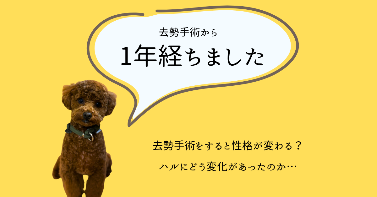 ハルの去勢手術から約1年経ちました