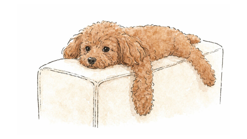 ソファのひじ掛けでまったりするハル