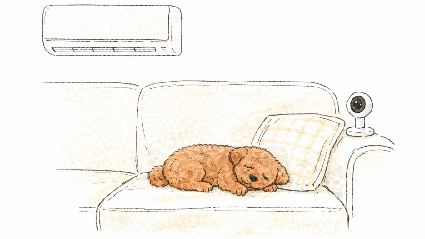 ソファの上で気持ち良さそうに眠るハル