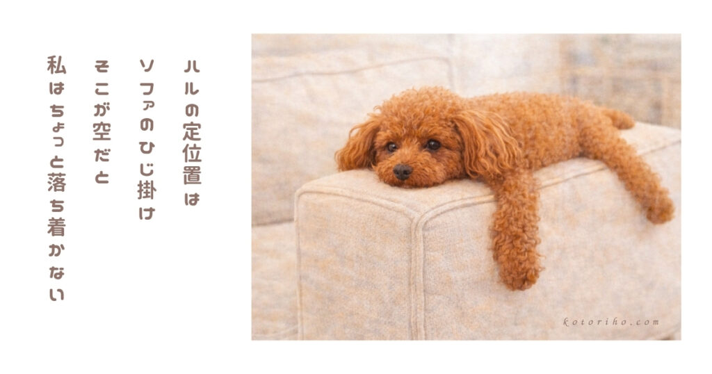 ハルの定位置はソファのひじ掛け。私は今日も確認してしまう