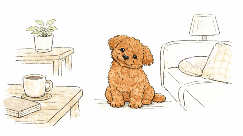 こちらを見ているトイプードルのハル