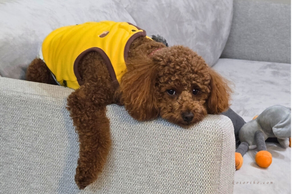 ソファのひじ掛けが大好きなハル