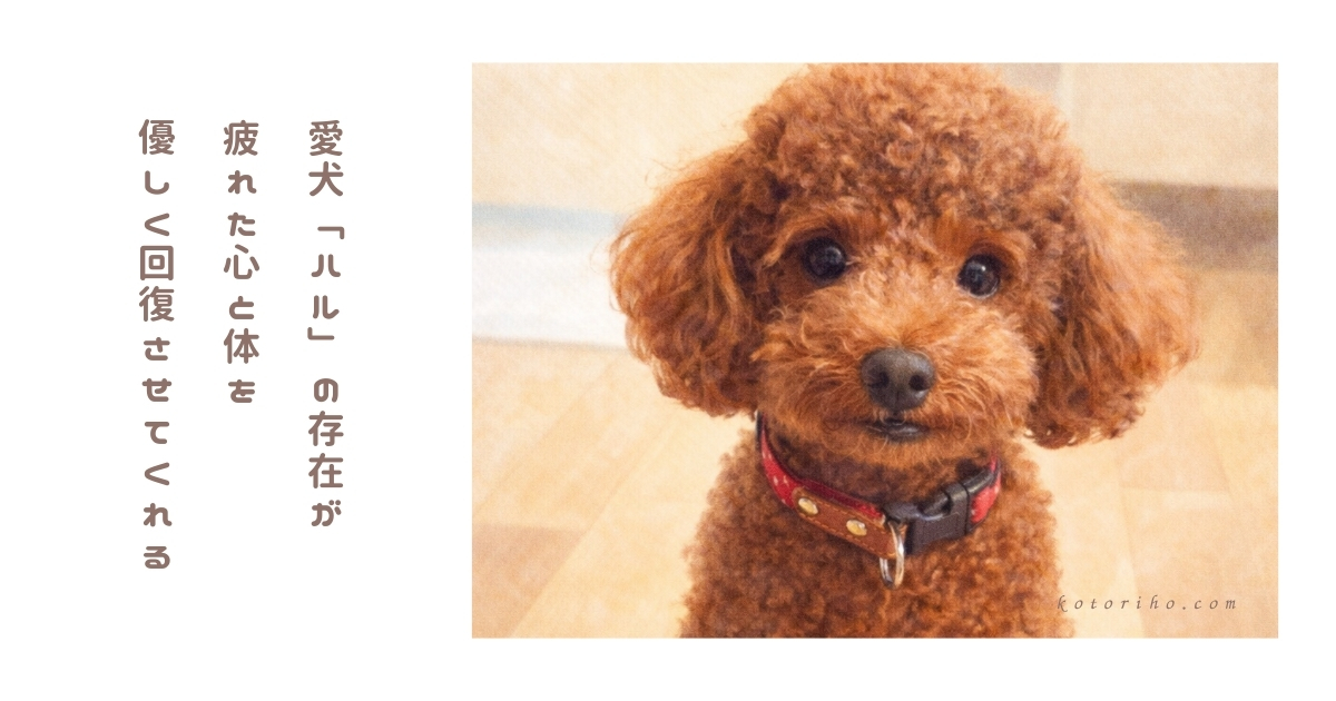 帰宅後すぐ座り込む私とそれを見守るハル