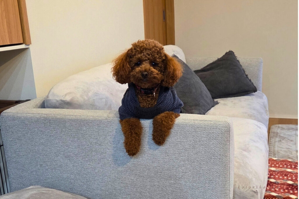 ソファのひじ掛けが大好きなハル