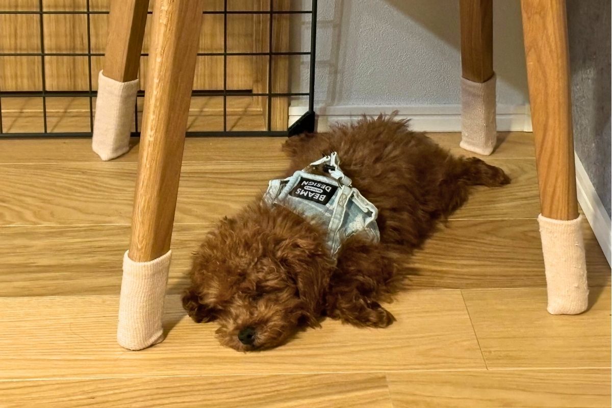 トイプードルのハル