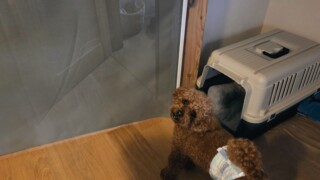 ペットゲートを置く前に決めておいて良かったこと
