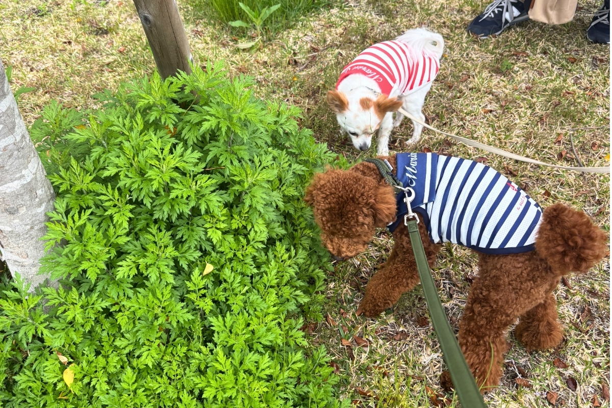 チワワのシーちゃんとトイプードルのハル