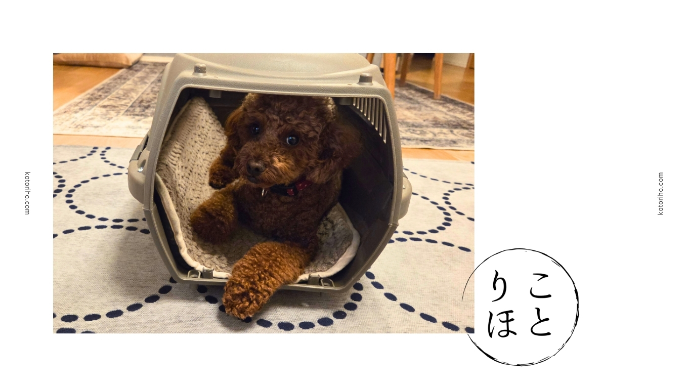 ハルと移動用クレート