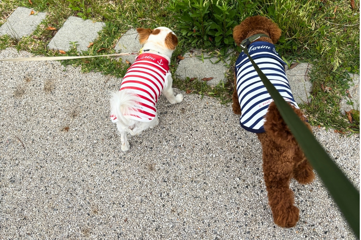 チワワのシーちゃんとトイプードルのハル