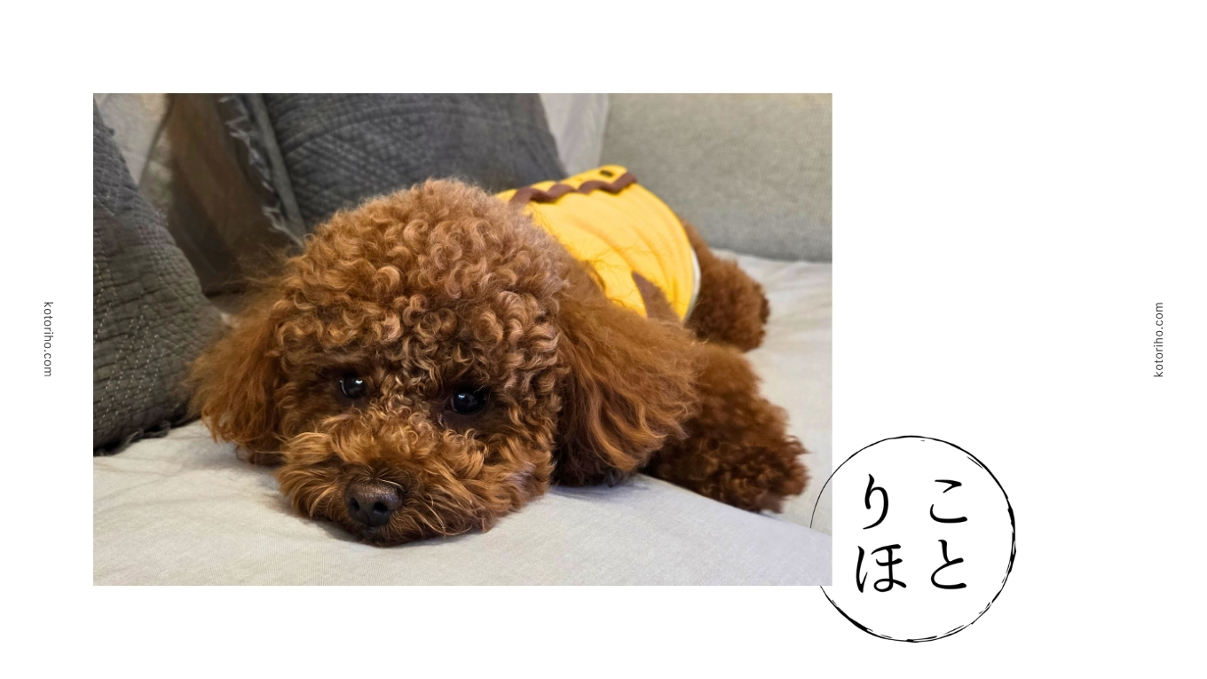 トイプードルのハルの体重推移