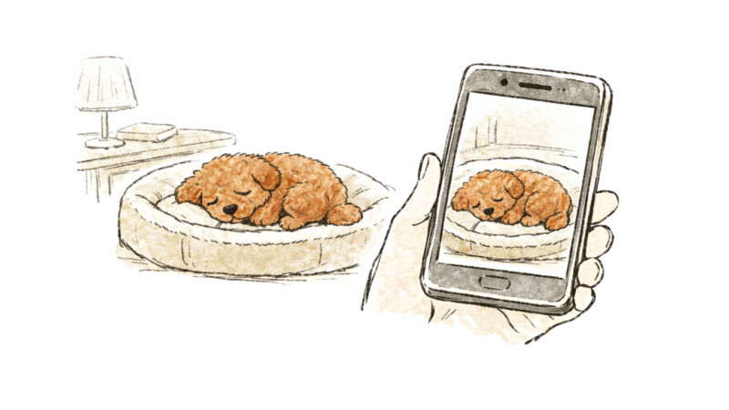 見守りカメラで見る眠っているハル