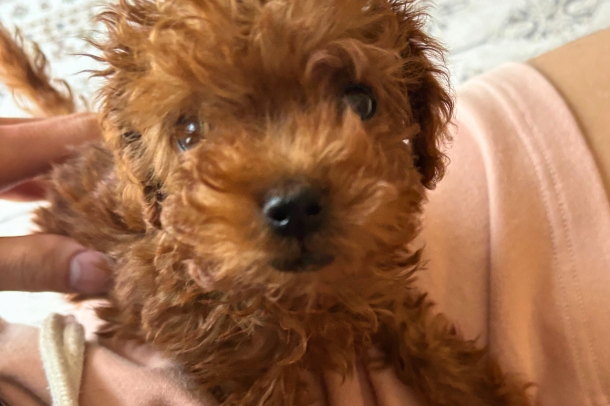 お迎えした日のトイプードルのハル