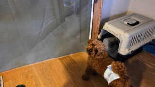 キッチンに入ってほしくない時うちで役立っているのはペットゲート