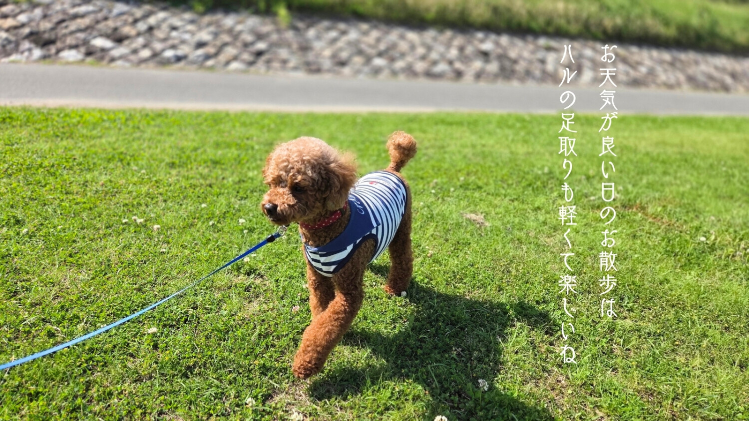 ハルのお散歩